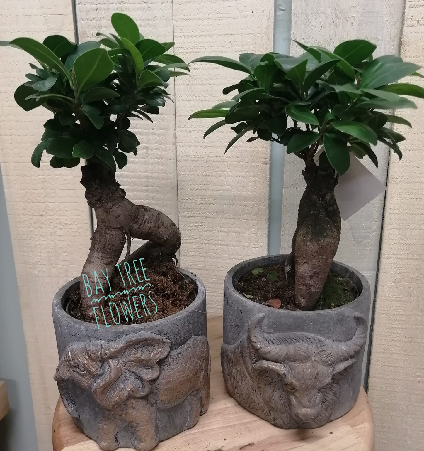 Ginseng Bonsai Plant Bay Tree Flowers