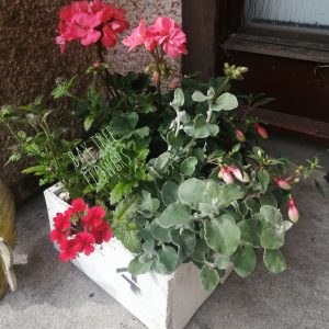 Box of Plants