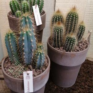 Cactus (Desert)