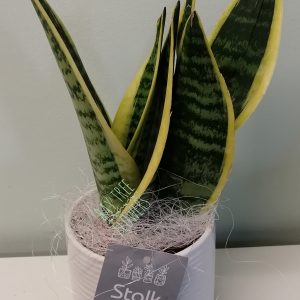 Sansevieria (Mother in Law’s Tongue)