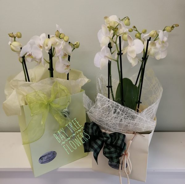 Orchid Plant