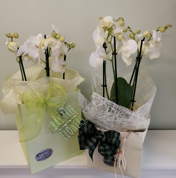 Orchid Plant - Image 3