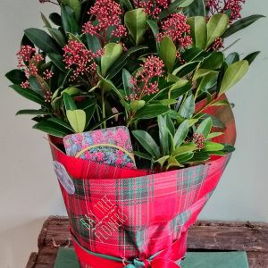 Skimmia Japonica