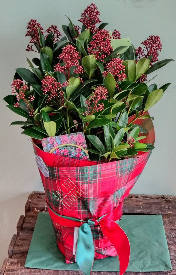 Skimmia Japonica