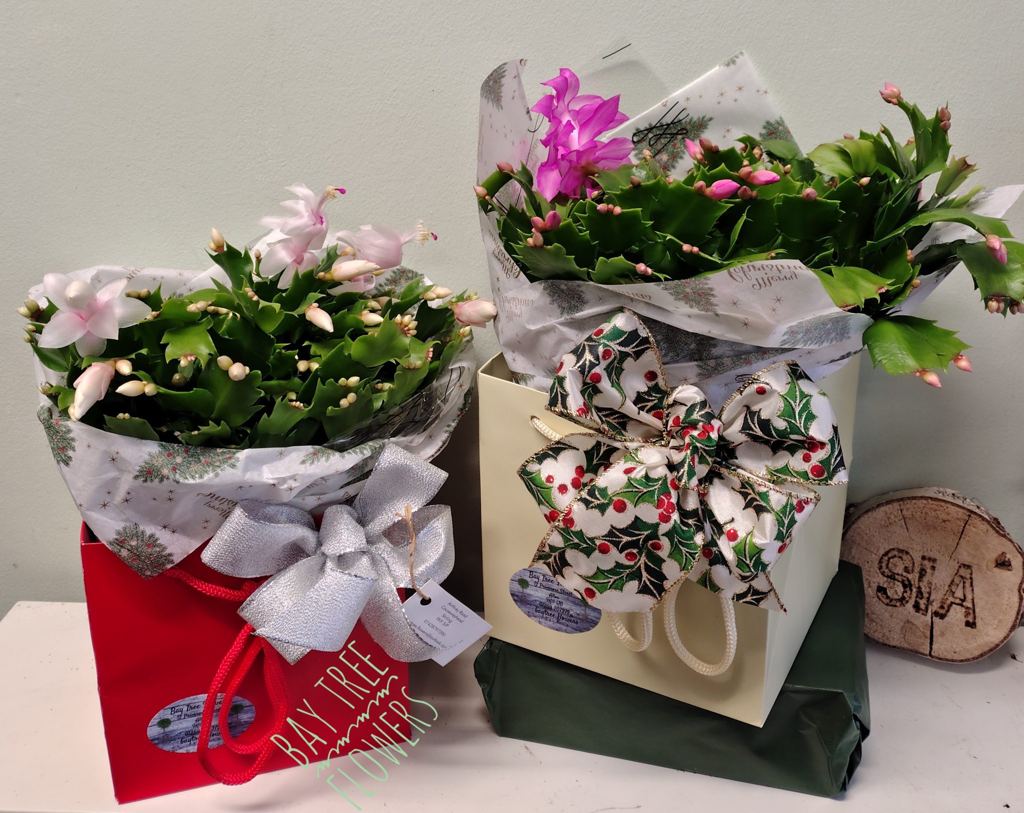 Christmas Cactus - Image 4