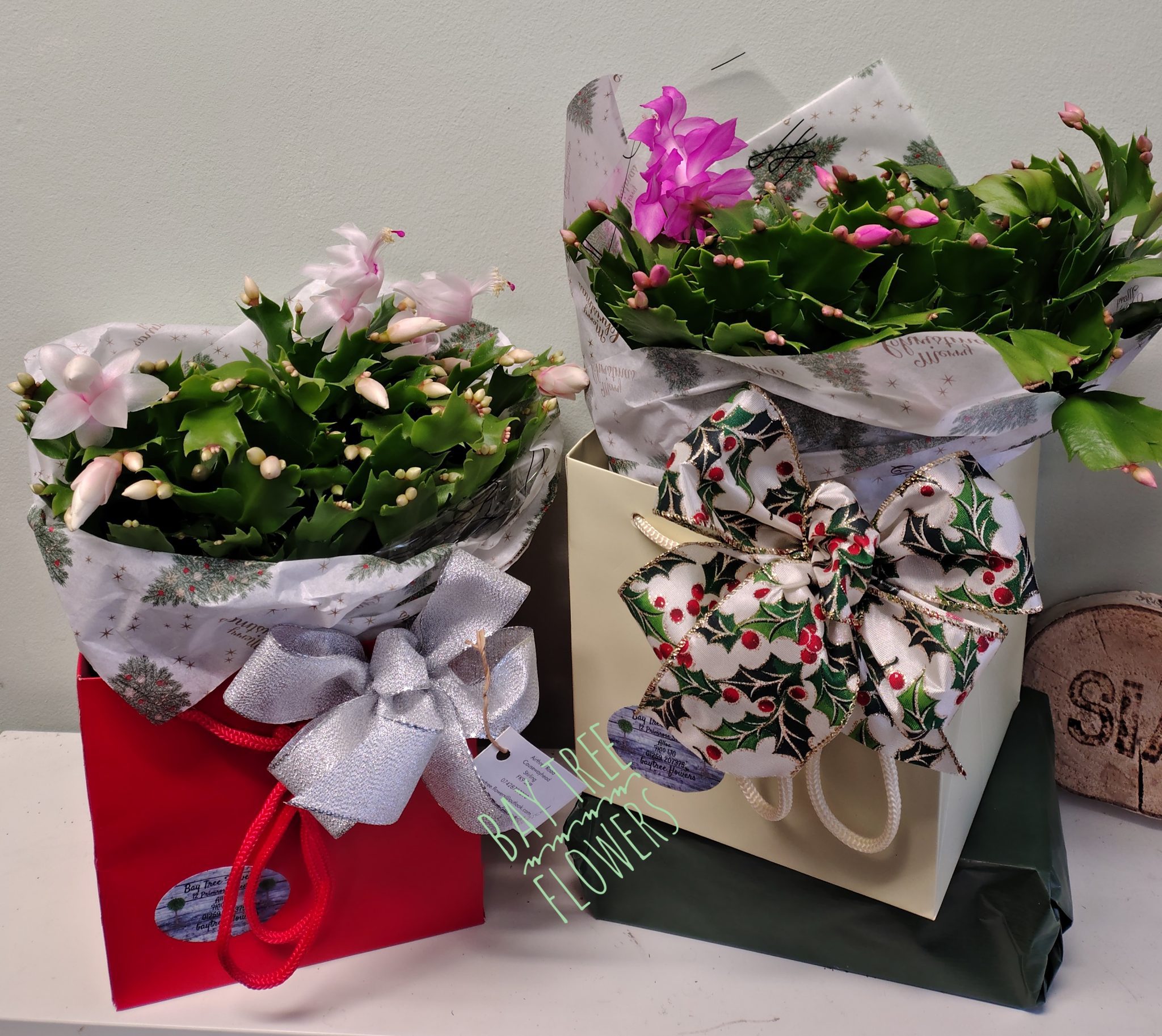 Christmas Cactus - Image 2