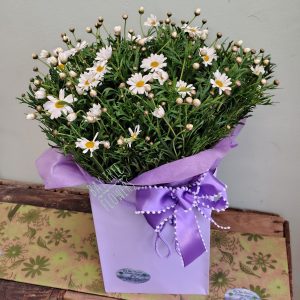 Argyranthemum (Big Daisy)