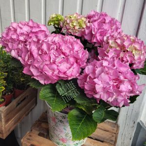 Hydrangea