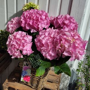 Hydrangea